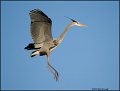 _2SB3641 great-blue heron landing